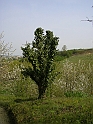 Primavera 2007_43